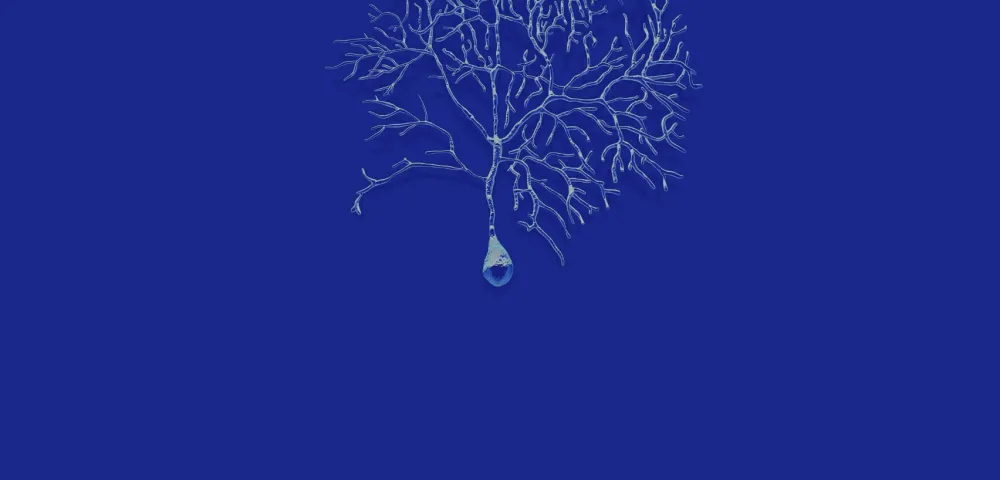 An illustration of Purkinje cells, the origin of the company's name